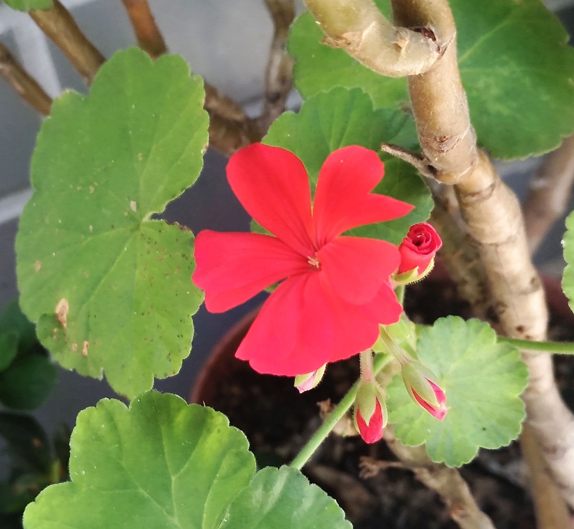 こころんグリーン Pa Twitter わが家のゼラニュウムの赤い花が 一つだけ開きました ずっと花が咲かなかったのが やっと咲きました もっといっぱい開いて欲しいです ゼラニュウム 赤い花 夏の花 夏 園芸品種 園芸 ガーデニング 熊本市南区 熊本