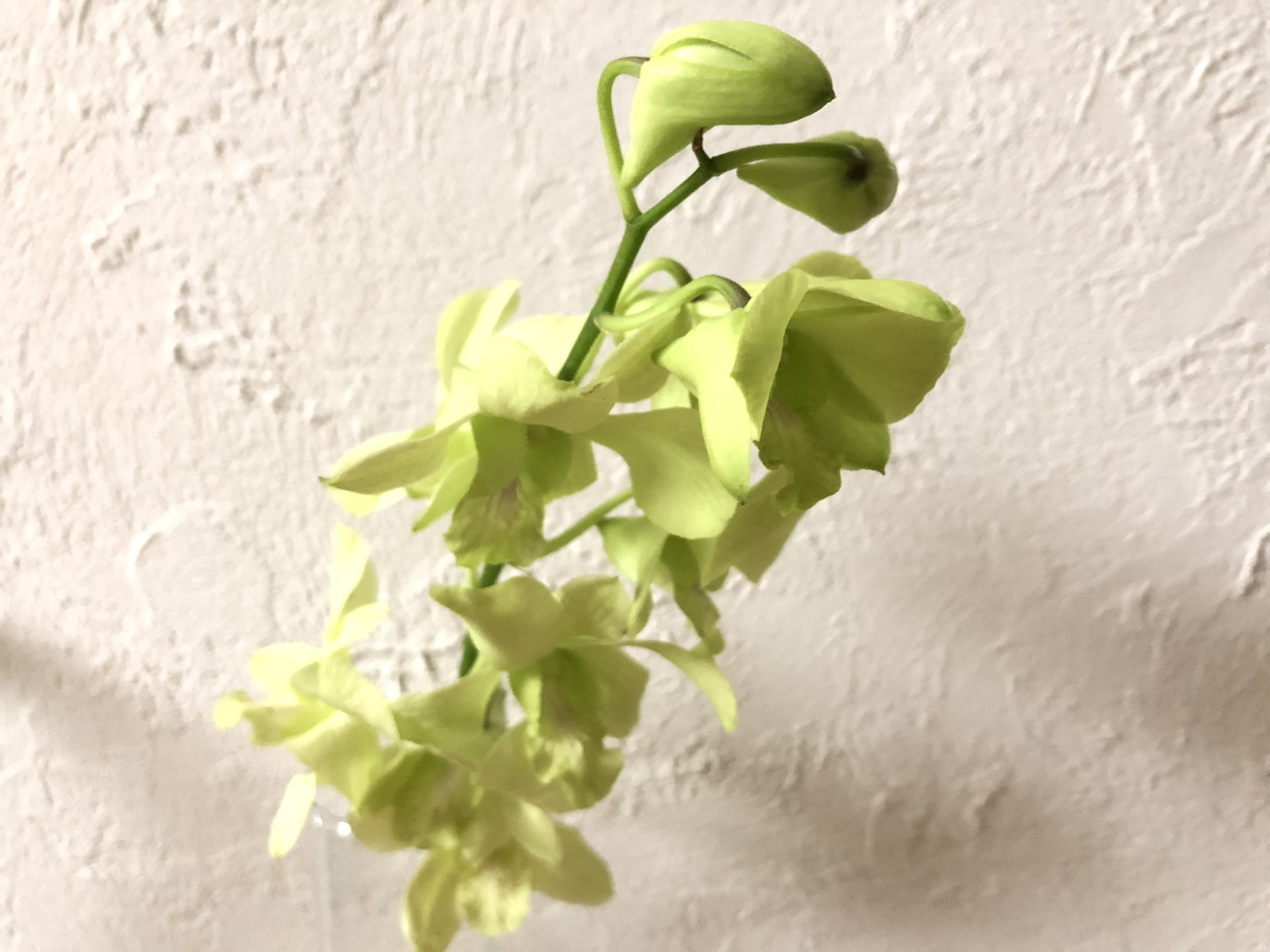 Tomo 今日いただいたお花は デンファレ 薄緑のデンファレは初めて 花言葉は お似合いの二人 イイハナ ハナノヒ T Co J4ngldaeqj Twitter