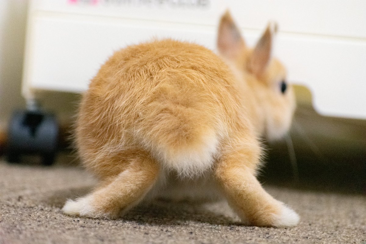 ウサケツ ウサケツ