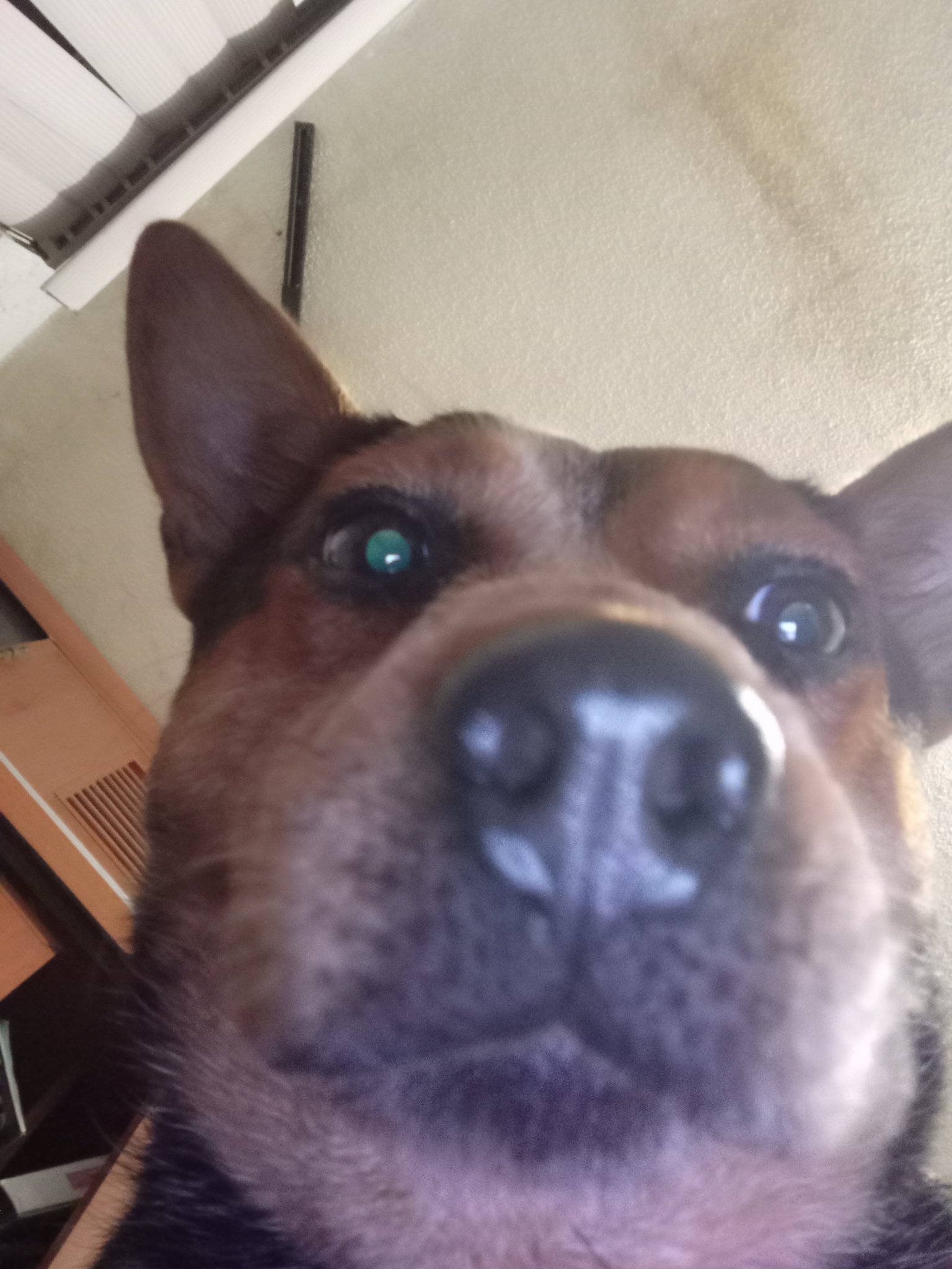 1 pic. Mika descubre las selfies https://t.co/WSDfmb7Bxh