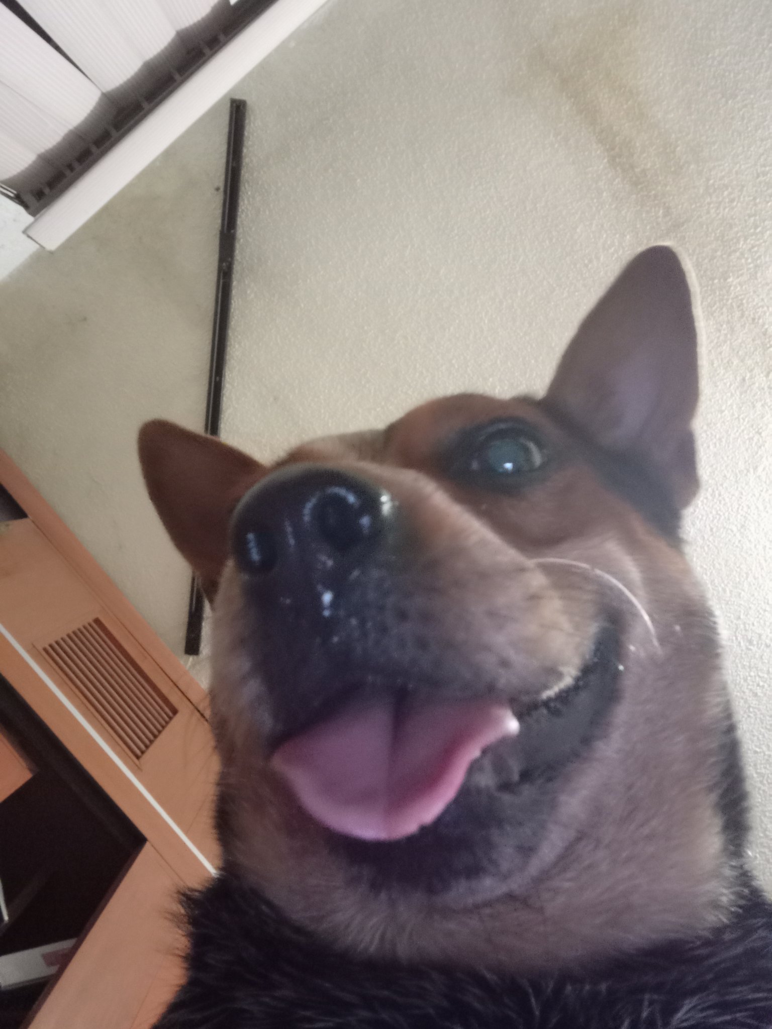 2 pic. Mika descubre las selfies https://t.co/WSDfmb7Bxh