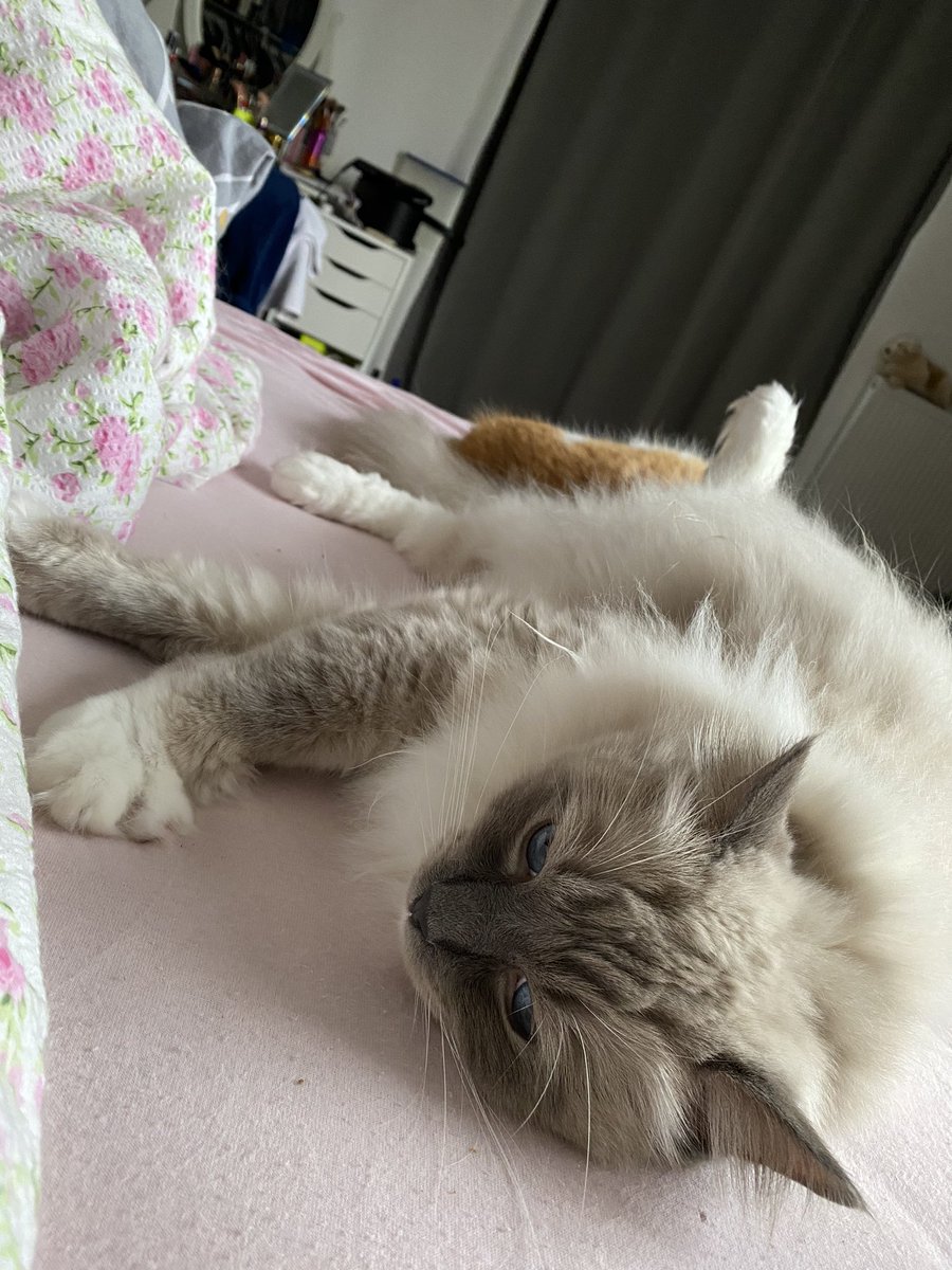 Einfachnureasy's tweet photo. #catcontant https://t.co/OlRqCygtZb
