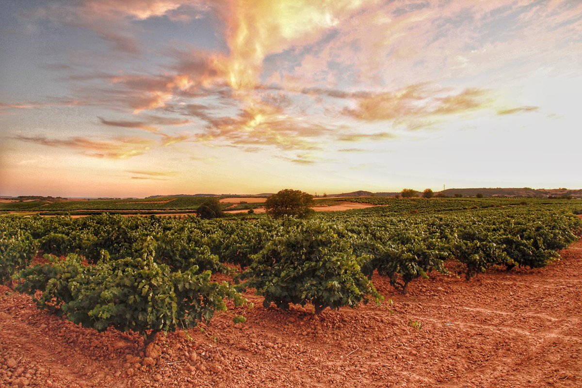 ¡Buenos días!

¿Qué sabores nos traerá esta primera semana de septiembre? 😋
Estamos deseando catarlos 🍷😉
#felizlunes