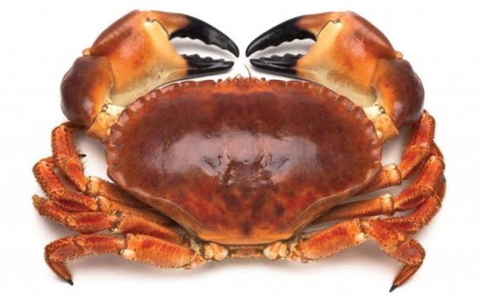 CRABOLOGYA Thread The word crabology is coined from the word CRAB. Yes, the same crab that you know.There is something very interesting, yet wicked about crabs. If you had ever hunted crabs you would know that once you have two or more crabs in a basin, no matter how shallow,