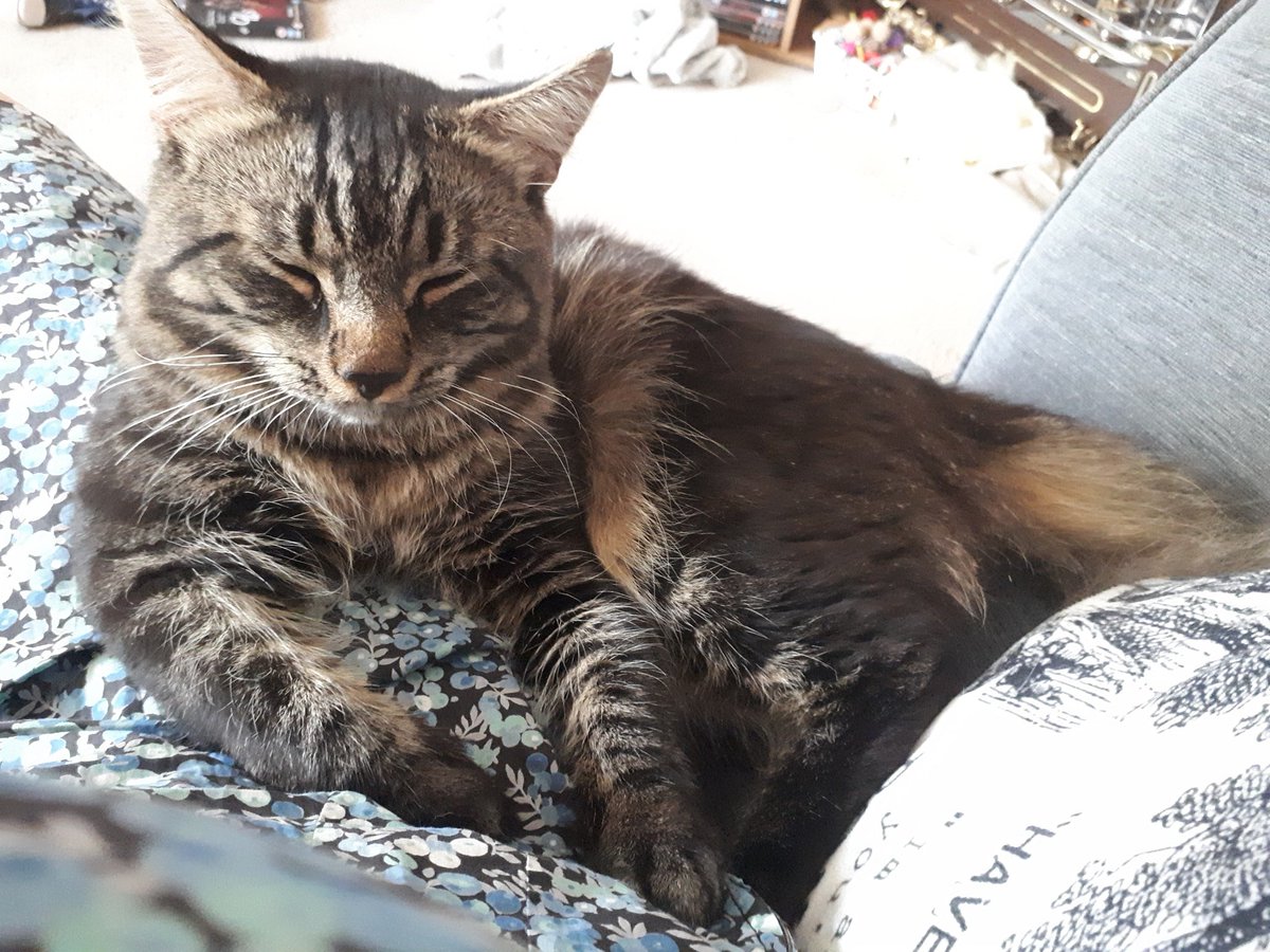 MoggiesR's tweet photo. #BRUNO missing 14/08/2020 #MapleClose #RowenCourt #Llanharry pos sightings #StrydYGollen #StrydYBerllan Male Kitten 11 months old Long Haired Tabby, Big cat for his age
@janice_adams3 @chipandscan @cherwellcats @CatsMissing @ProtectCatsLDN @SOSmoggies @JoyOfCats https://t.co/lo3dlOvO20