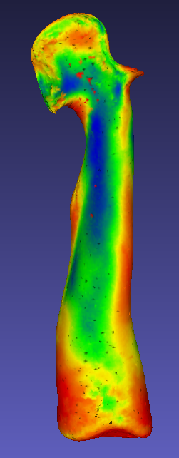 sousliks's tweet photo. The baculum is a highly variable (genital) bone found in some #mammals. Little is known about what drives baculum #evolution, esp. below the species level.
Here are some new #data on #baculum variation in the fox #squirrel. Warmer colors = greater variation.
w/ @RebeccaMalin6 https://t.co/nZIBo7xuO0