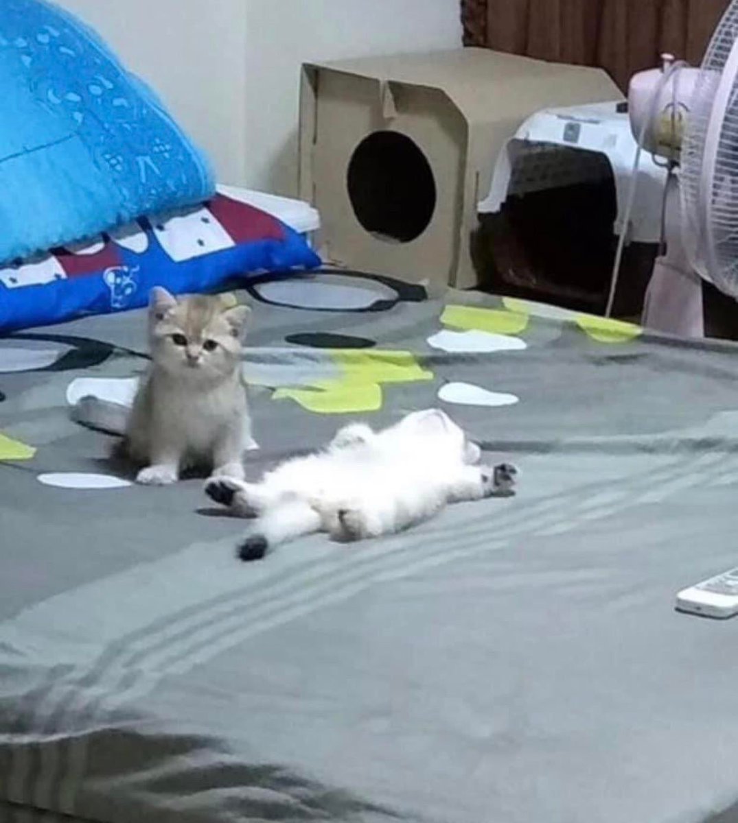 "Dad. Spimkels dead."Chanyeol pokes Sprinkles tummy. It& #39;s obvious that he& #39;s stuffed that he cant move. "Did you eat Baekhyunnie& #39;s cookies?" Spike hiccups nervously with his dad& #39;s question. "Took a bite only!""How many bites.""Uh... cant count yet.""No nipples for both."
