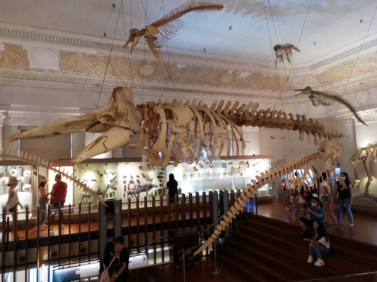 Fun fact There are  #dinosaurs in this building. The Land Bank Exhibition Hall has been rebranded as the "Natural History Branch" of the  #Taipei-based National  #Taiwan Museum and offers this permanent exhibition:  https://event.culture.tw/NTM/portal/Registration/C0103MAction?useLanguage=en&request_locale=en&actId=90081