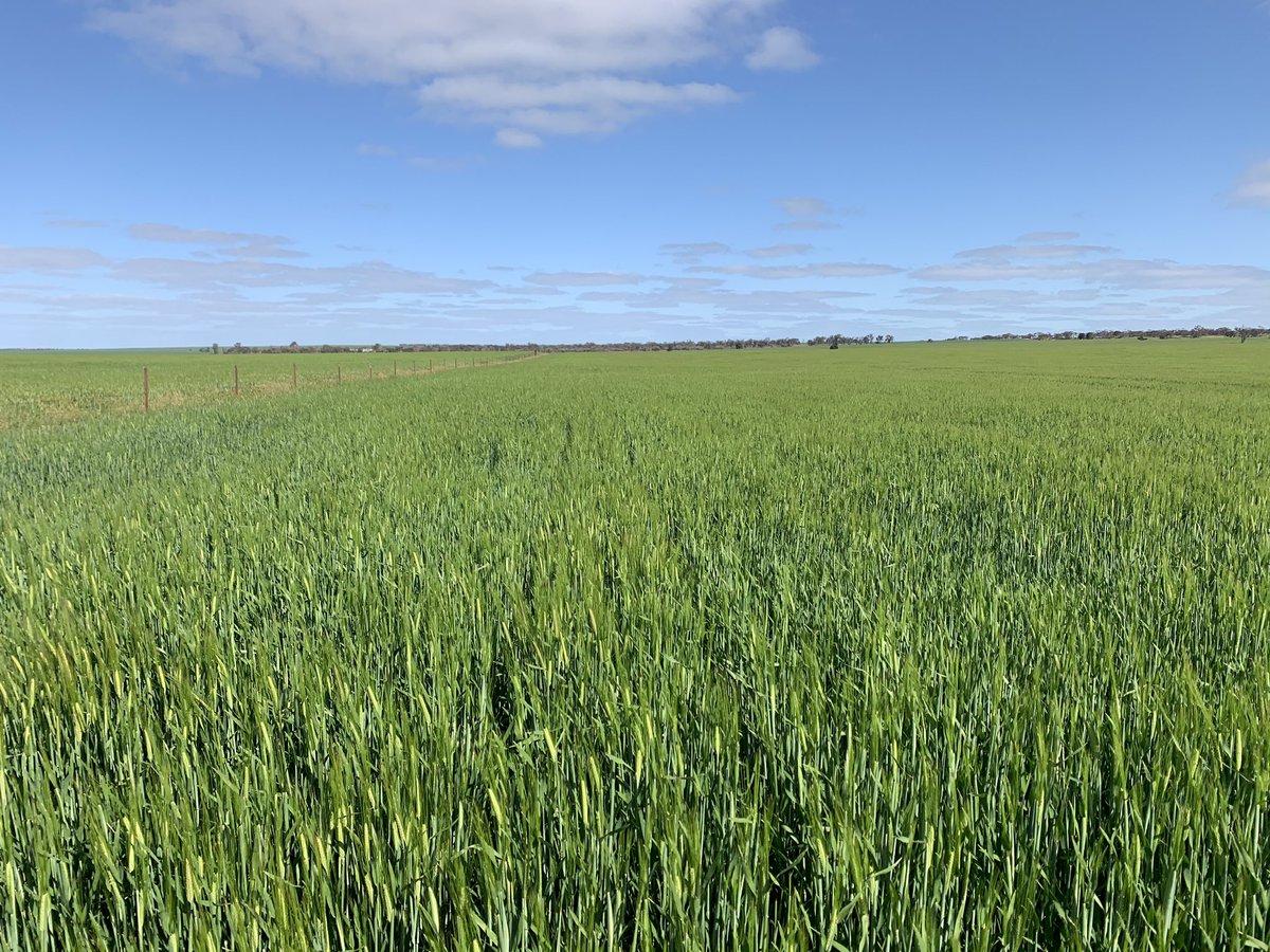 #compass Barley #loxton #outbackag