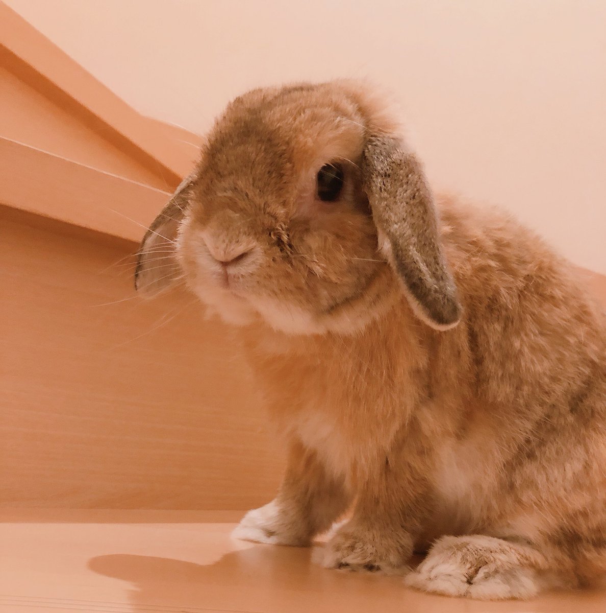 深川瑠華 今年の8月は暑かったですね ˊᵕˋ 私は冷え性なのですが 教室が22度なので毎日寒くて震えながら授業を受けてました D 外と室内の温度差が激しいです 今月の 瑠華のマロン記録 階段という壁に立ちはだかり助けを求めるマロン です