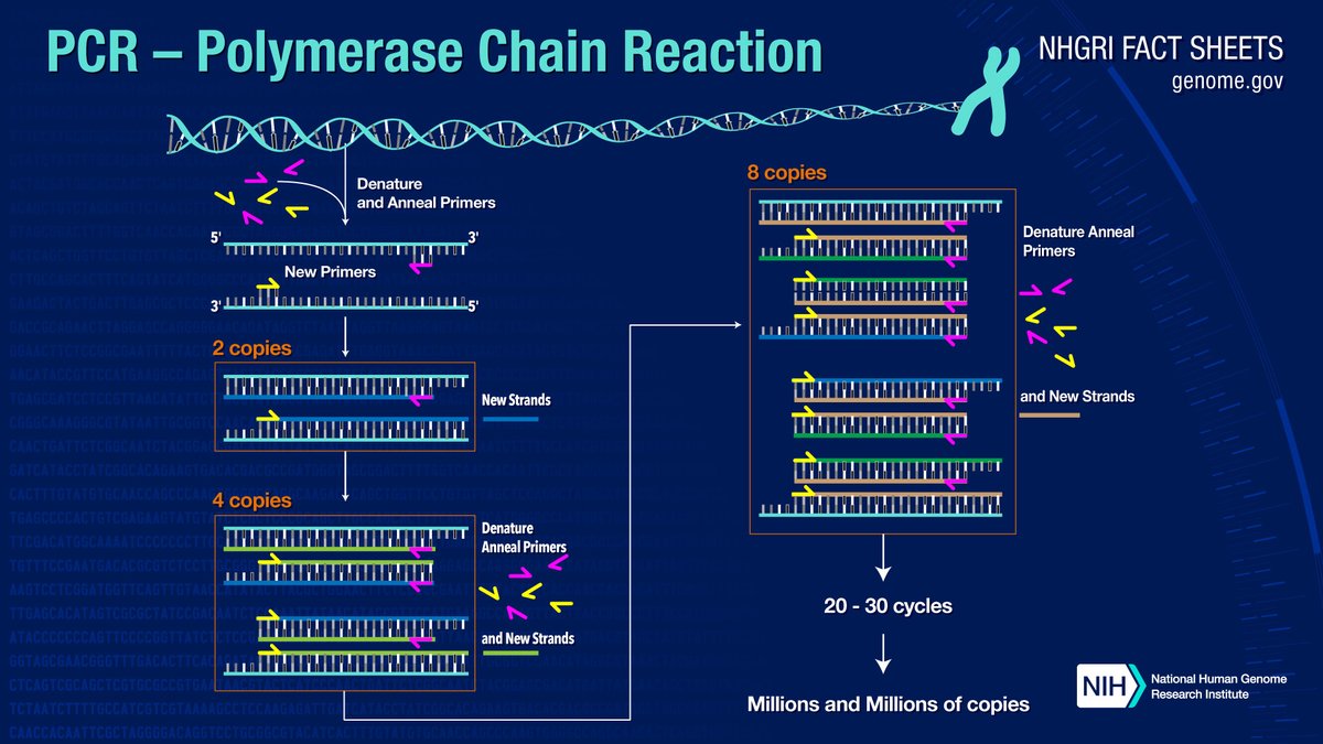 77) I won’t go into the rest of this shaky and embarrassing paper in detail, but feel free to read through it yourself in order to appreciate just how atrocious the junk science truly is. Nevertheless, let’s take a brief look at how polymerase chain reaction (PCR) works.