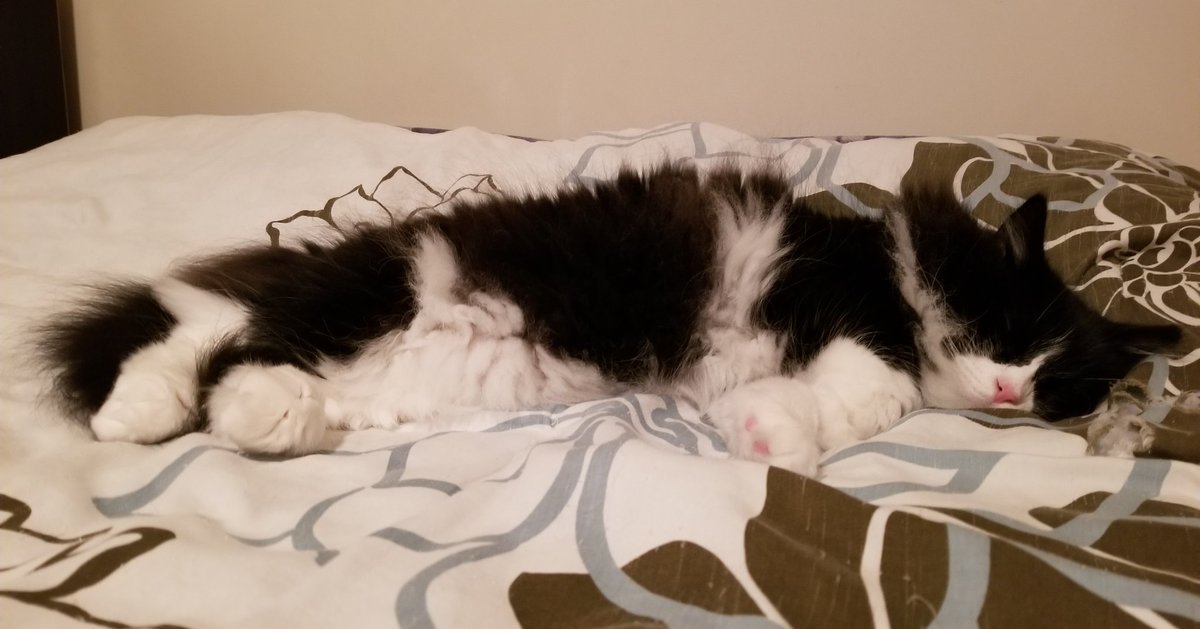 RuckusAmungus's tweet photo. 😹No #KittyLoafMonday today, Just Critter and Her Definition of #MondayMood 😹
#flooflylicious #DIVA #TheFurrRealStruggle #CatsOfTwitter #MondayMotivation #MondayMorning #mondaythoughts #TuxiesRule #catsofinstagram #MondayVibes https://t.co/iNoCd3wFbC