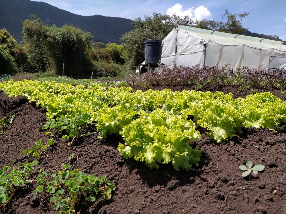 gourmetinc's tweet photo. Hoy es día de cosecha
Pedidos en https://t.co/KJS2UG5d8j

Entrega de mercados mañana martes 1 de septiembre

#mercado #organico #organic #saludable #cosecha #cocinaencasa #chef  #cocinasaludable #domicilios #lechuga #artesanal #ghee #pan #huevos #torta #vegetales #restaurantes https://t.co/UvQvjxKpi8