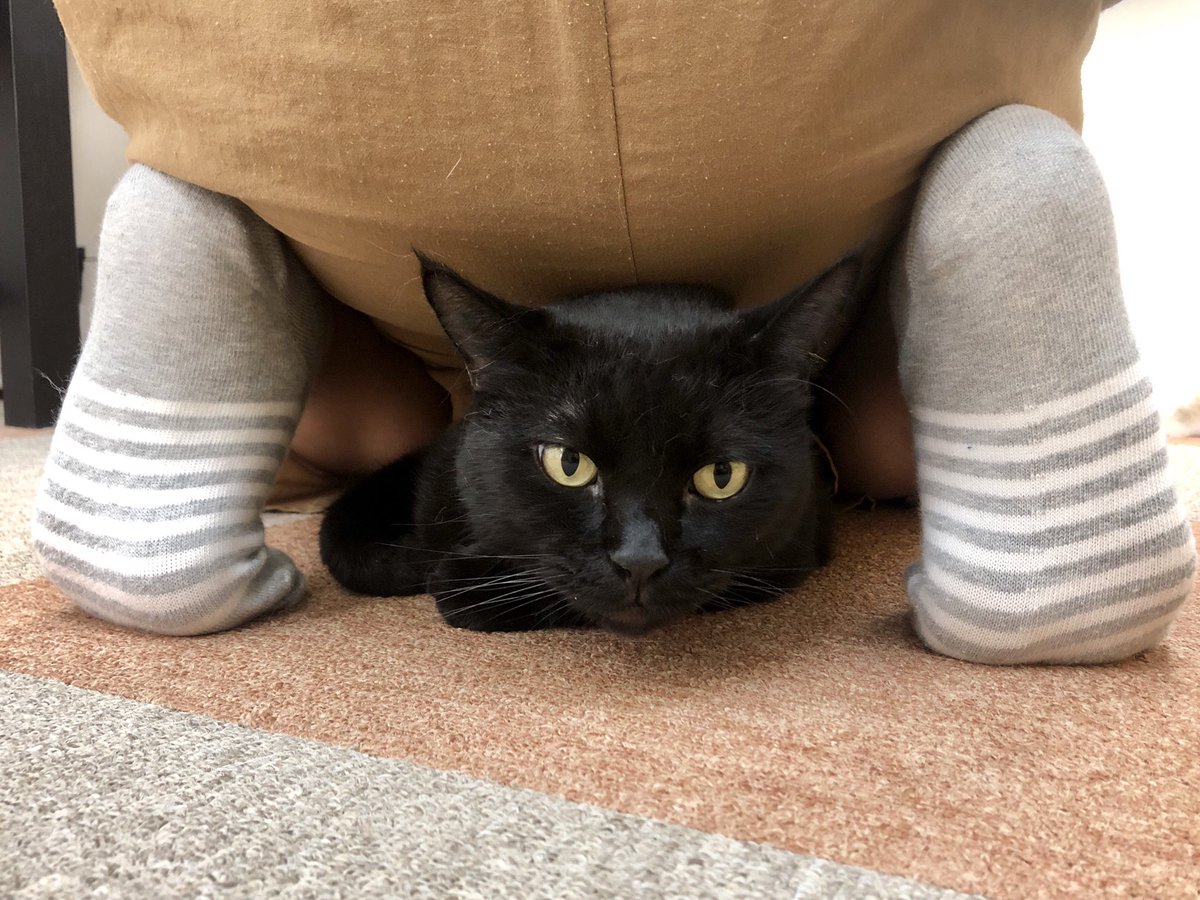 Cat Cafe にゃんこと Catcafenyankoto Twitter