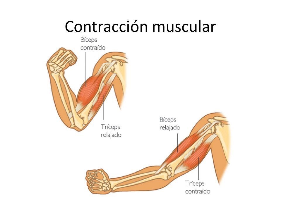 -It’s not the same a photo in which you are half naked than one in which you are covered up to the neck-There is something called “flexing your muscles”, which, due to the muscular contraction, your muscle “grows” (if you want to say it like that)