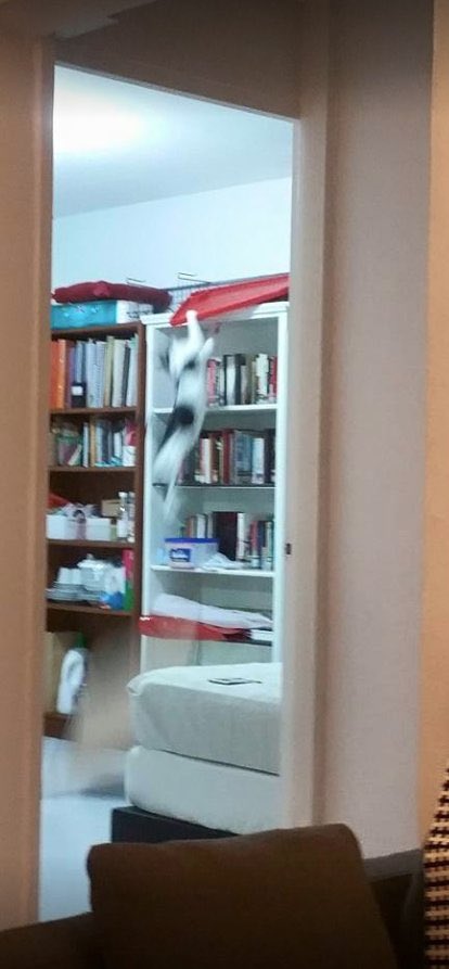5. My cat falling from a cupboard. My wife calls this “Fuckery In Motion”. June 2015