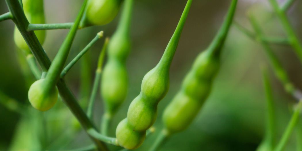 SquiresGC's tweet image. Did you know that radish seed pods are edible?

All spice and crunch, you can eat them raw, or add to a salad or stir fry. 

#gardencookbook #radishseedpods #growyourown