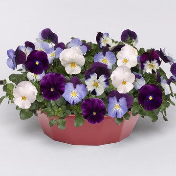 WonderPlants tweet picture