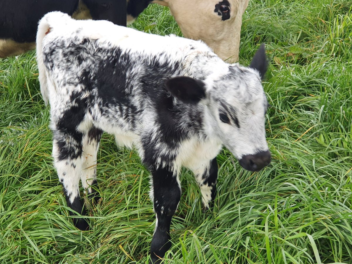 Time to put up my calving pictures, love our #speckledpark