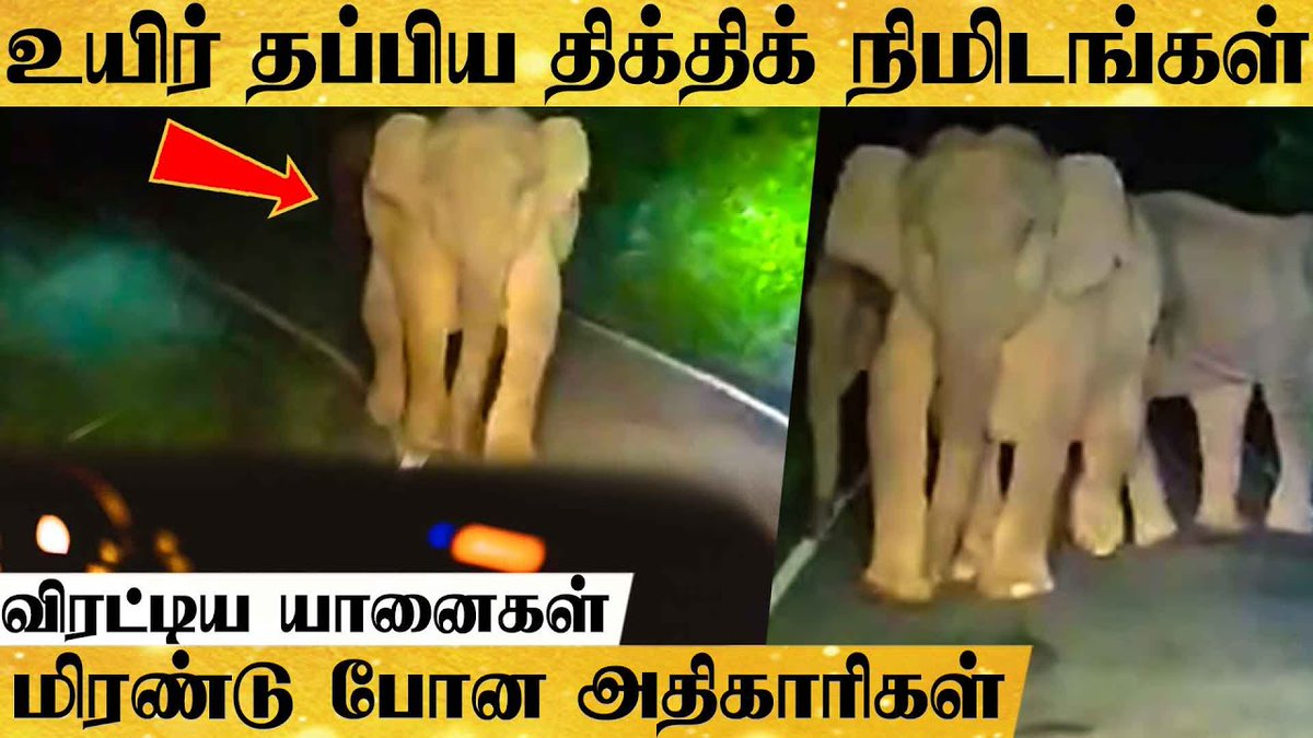 behindwoods's tweet photo. Just Miss! நள்ளிரவில் அதிகாரிகளை துரத்திய காட்டு யானைகள் - மிரள வைக்கும் காட்சி
Video Link: https://t.co/ifeMLZNvT1
#ElephantChasing #Elephant #Forest https://t.co/Gn6ma4BlPj