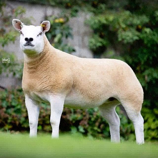 Two best texel gimmers we have offered for sale, selling at 4pm today at Worcester livestock Market!