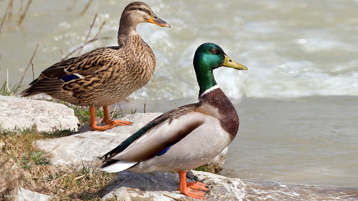 He likes the idea of cash ( I best he does) Have asked for an address to send it to. I also included a picture of my champion urban racing duck pair, Terry & June, I said sponsorship opportunities were available if he was interested. The sport is getting very big here I said