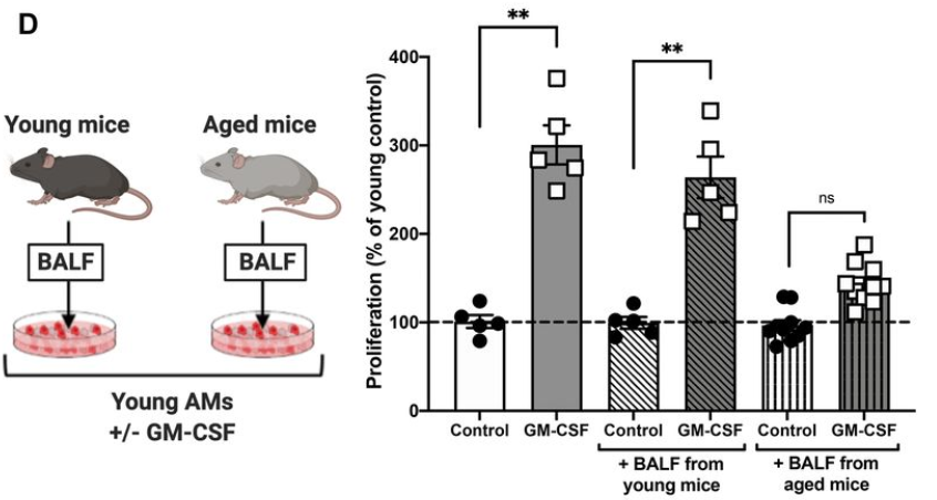 LSAjournal's tweet image. Dysregulation of self-renewal contributes to alterations in alveolar macrophages. Penke et al identify PGE2 as a suppressor of AM proliferation whose divergent bioavailability in aged &amp;amp; cigarette smoke-exposed mice could explain opposite effects on AM #'s.
bit.ly/3bbLrDA