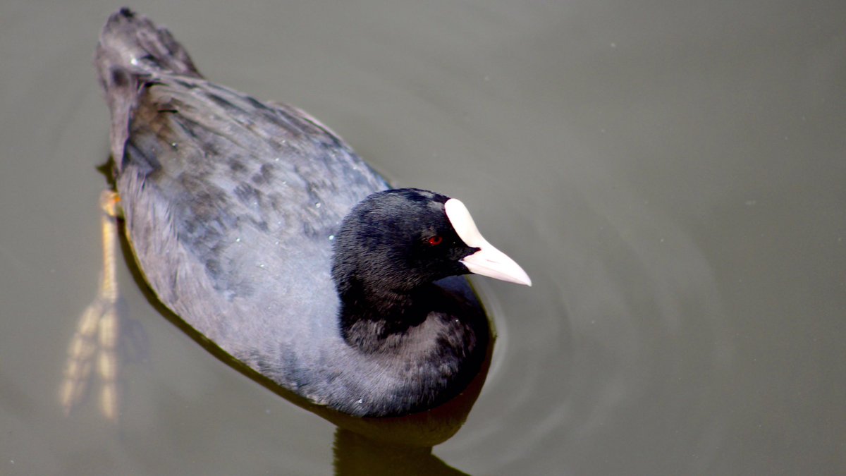 AntonioRegidor's tweet photo. Parc Natural del Delta del Llobregat
#deltallobregat #remolarfilipines #travelphotography #moorhen #gallineta #polladeagua #bird #birdphotography #landscape #nature #picoftheday #fotodeldia @ParcAgrariBaix @TurismeBaixLlob @portadeldelta https://t.co/AFuqDoIJxo