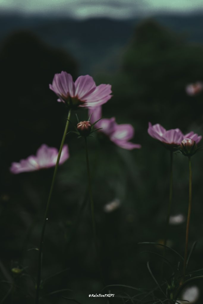 Relationtripsss's tweet photo. บางที”ระหว่างทาง” 🌱
ก็ดีไม่แพ้จุดหมายปลายทางเหมือนกันนะ 
#RelationTRIPS 
#รีวิวน่าน #น่าน #Nan #Thailand #ReviewThailand  @Review_Thailand https://t.co/ND8LMMWbKc