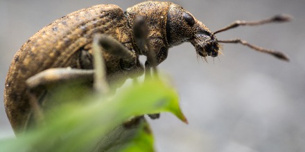 Der Große Braune Rüsselkäfer gilt als einer der gefährlichsten Schädlingen von Forstkulturen☠🌲Der Käfer bevorzugt Wiederaufforstungsflächen.Nach drei Jahren Kalamität und riesigen Flächen,die wieder aufgeforstet werden müssen,liegen optimale Voraussetzungen für den Käfer vor.