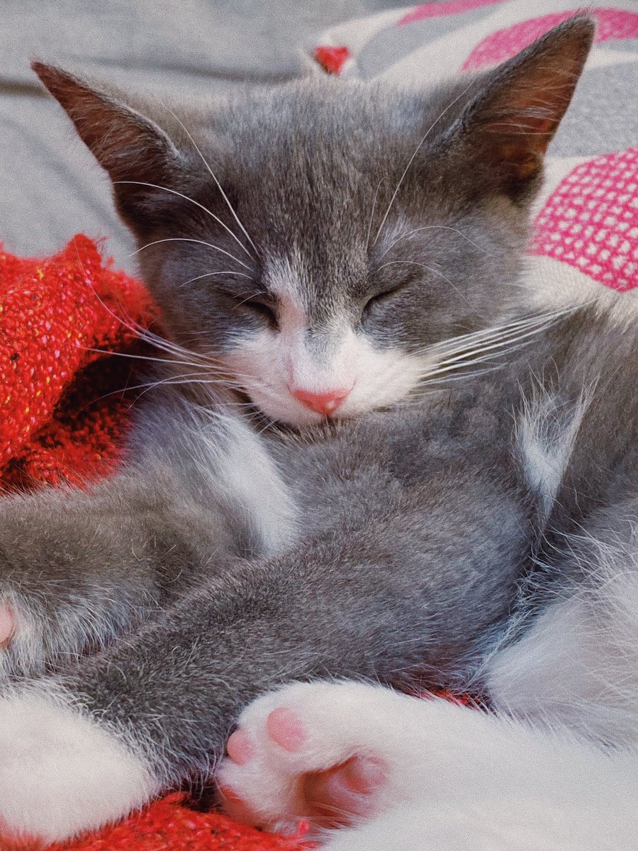 kickthepj's tweet photo. after having a kitten for 72 hours i have learnt they only have two forms. sleepy and the avatar state. https://t.co/FkopCUWkNX