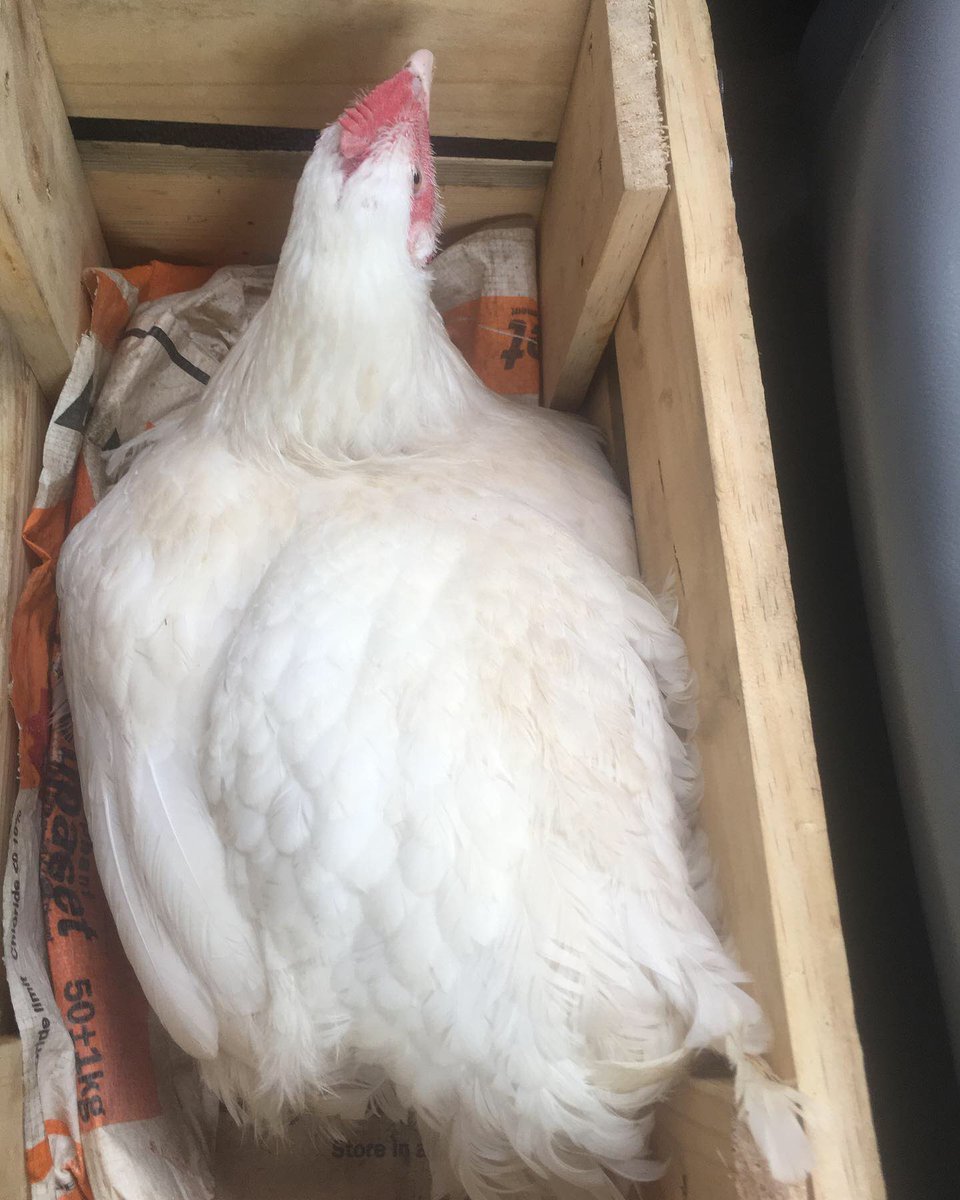 ileobafarms's tweet photo. Twitter fam! Your chicken plug here
Taking orders..
#livechickens #chickenstew #birthdaychicken #healthilybred #healthybred #farmtotable #farmfresh #agriculture #heartitude #chickenlovers #healthychicken #healthyeating #chickenlagos #chickenplug #chickennigeria #chickenogun https://t.co/dILcxJRLkX