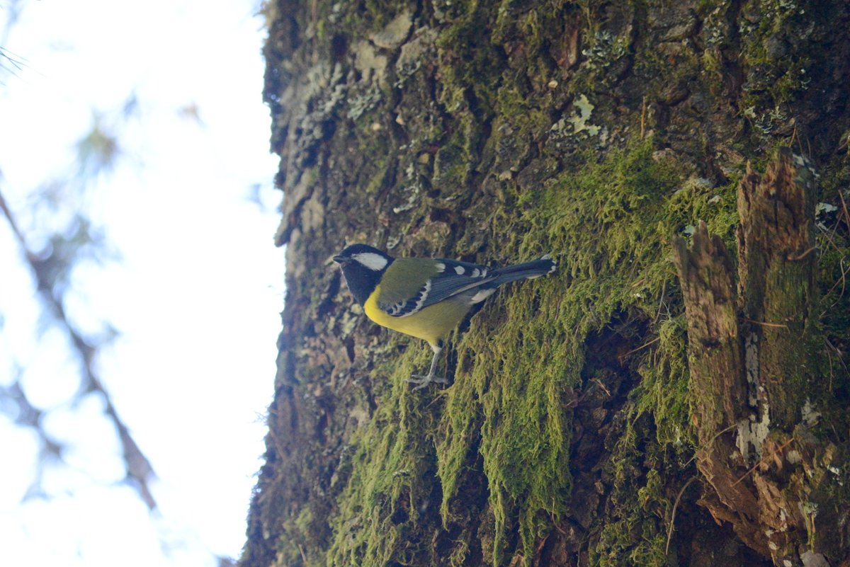 The back of #GreenBackedTit #青背山雀 has the same color as the moss on the trunk.

#TaiwanBirdGuide #bird #birding #birdtour #TaiwanBirdGuide #Taiwan #TaiwanEndemicSubspecies