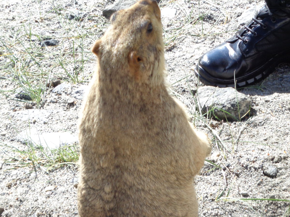 A marmot. He knows everything.