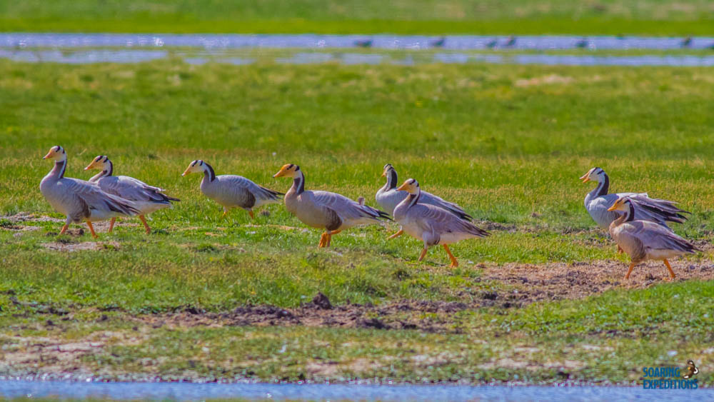 SoaringExpedit1's tweet photo. 'A goose species that migrates over Himalayas'
Bar-headed goose (Anser indicus)

https://t.co/yXjeeginPe
https://t.co/zSYDPjnPjM.

#Mongolia #Asia #CentralAsia #Mammals #Birds #Wildlife #Wild #Photography #Best #Tours #COVID19 #nature #WildlifePhtography https://t.co/uPKbzBC6Ka