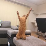 やったー!飼い主にバレずにおやつを食べることに成功しましたぁ!