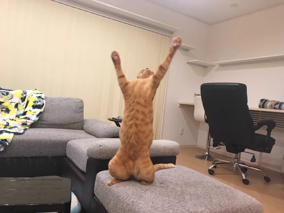 やったー！飼い主にバレずにおやつを食べることに成功しましたぁ！！