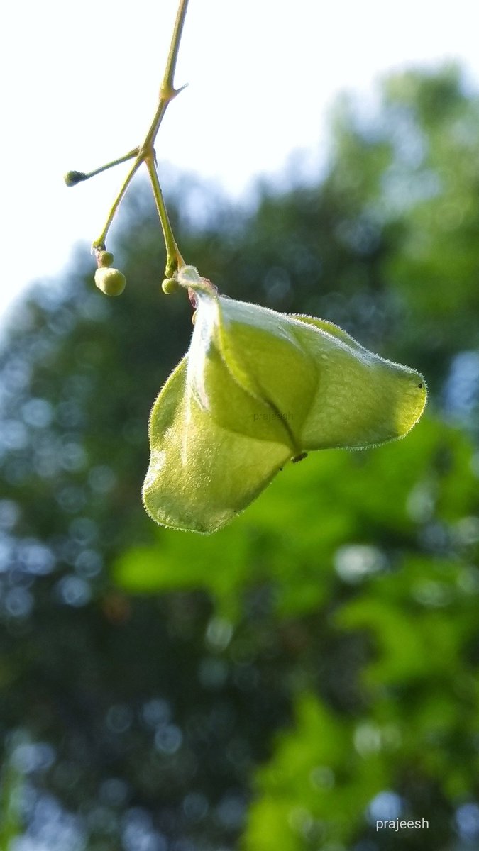 ManjeriPrajeesh's tweet image. 