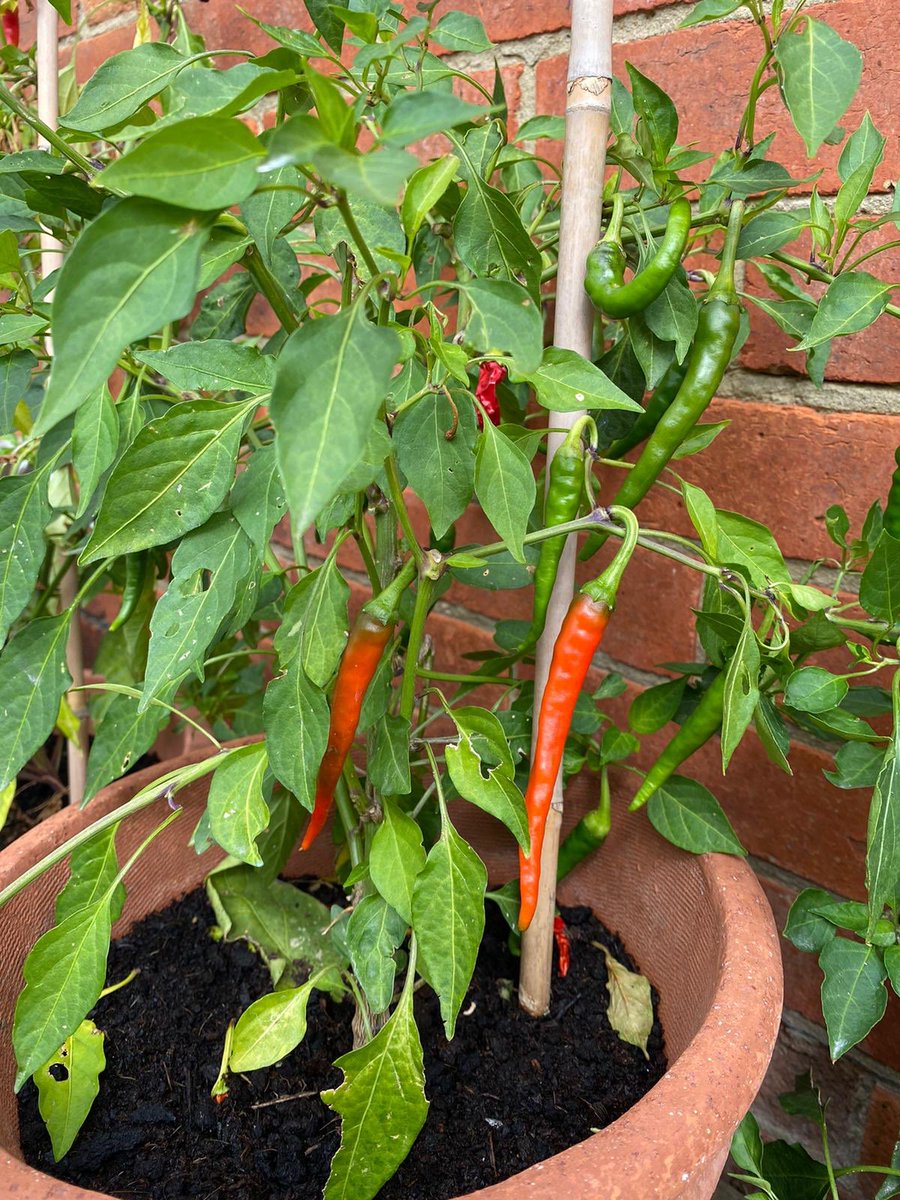 bottegacaruso's tweet photo. Raphael & Harry planted chilli plants at the beginning of lockdown, and now quite abundant we’re conserving them. These are dried in the sun & oven before being crushed, ready for sprinkling on top of pretty much everything! #chilli #driedchilli #eattheseasons #margate https://t.co/aP5Y58ZN9b