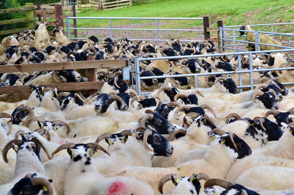 sumgroupuk's tweet photo. โDipping dayโ....#sheephusbandry #flockmanagement #hillshepherds #moorlandmanagement https://t.co/jO3IkTUAcm