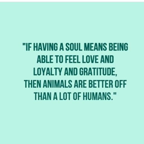 Animals are better than human rightly said by someone 
#animallovers