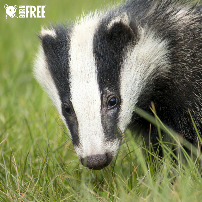 AmeleaTeckel's tweet photo. The NFU would have you believe we're overrun with badgers ... but you'll be very lucky to see one this #BankHolidayMonday ~ especially alive: they've slaughtered >💯,000 since 2013
Better tell your MP to #stopthecull slaughter &amp; 💉 NOW: https://t.co/y1fxKJ4zGg
#badgermonday 🦡 https://t.co/k6uY5Eu724