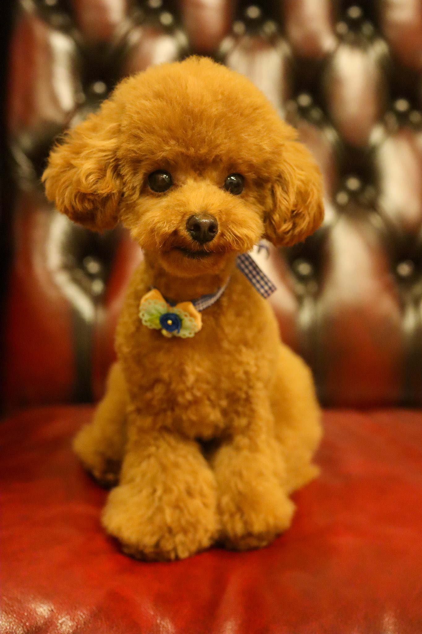 ベルすずちゃんねる トリミング行ってきたでち おパンツカット テディベアカット Teddybearcut ティーカッププードル トリミング T Co Zvdjujenqb Twitter