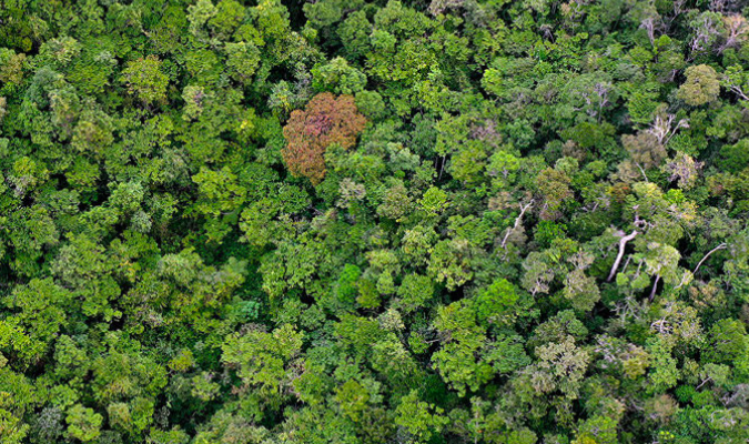 Mongabay tweet media