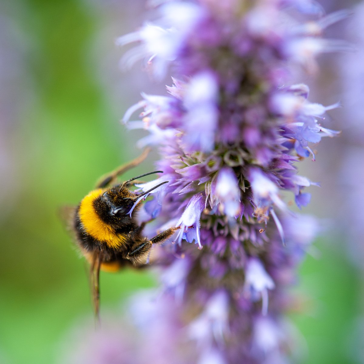 Finally made it to the botanical gardens at Oxford, armed with my trusty D700 and a 60mm macro lens. Thought i would dedicate a few tweets to these industrious workers, that help put food on our tables.