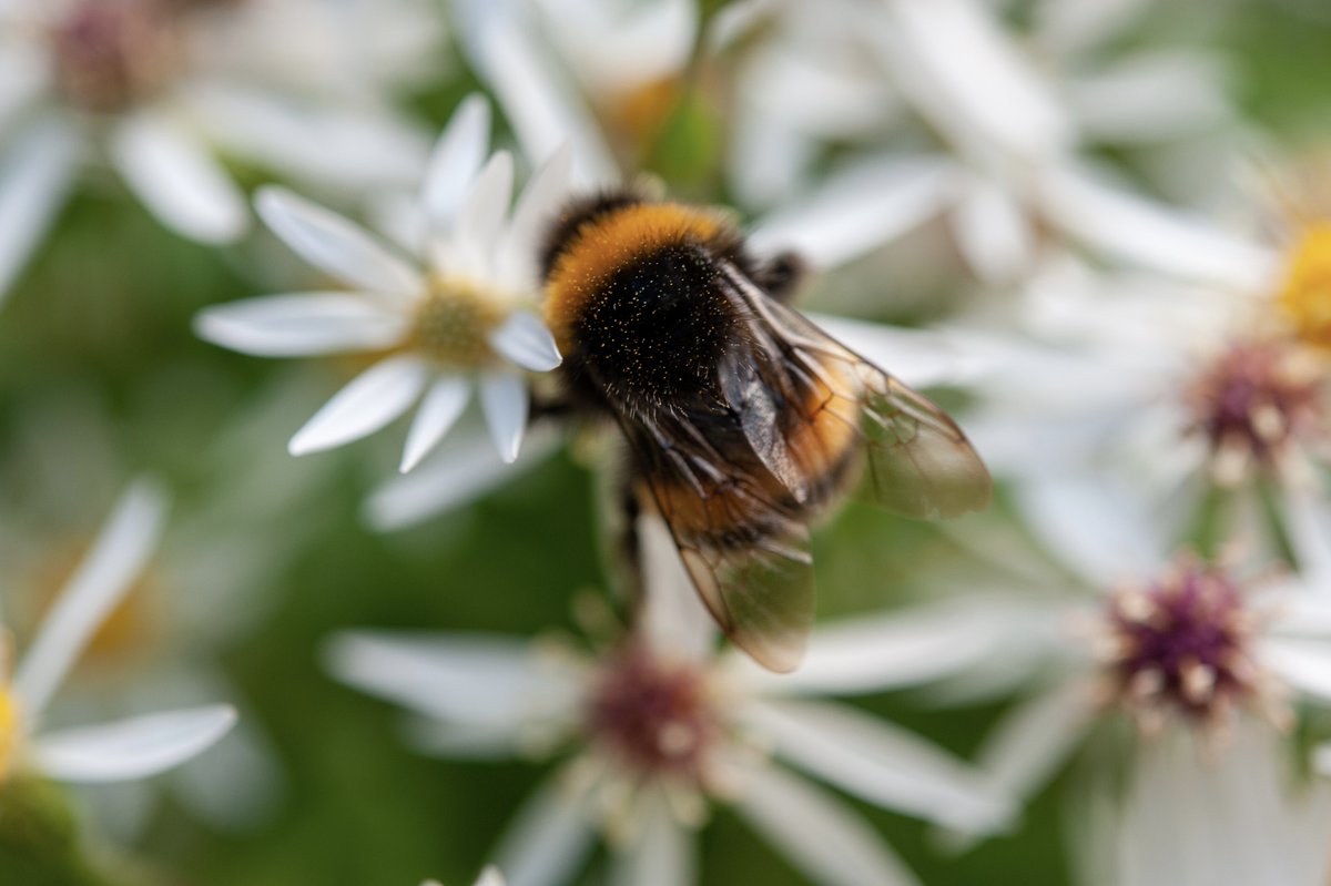 Finally made it to the botanical gardens at Oxford, armed with my trusty D700 and a 60mm macro lens. Thought i would dedicate a few tweets to these industrious workers, that help put food on our tables.