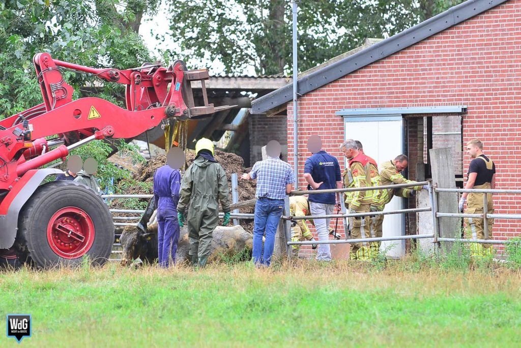 Brandweer redt stier uit gierkelder in #Ospel ?..