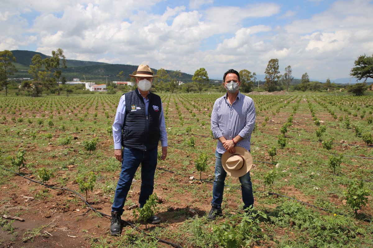 El titular de la Secretaría de Desarrollo Agropecuario <a href="/SedeaQro/">SEDEA</a> <a href="/CDoblerM/">Carlos Heinz Dobler</a> entregó material vegetativo de vid a productores de vino de Ezequiel Montes de la inversión total, el 50% lo otorgó gobierno estatal como un apoyo al sector, y el otro 50% fue por parte de los productores