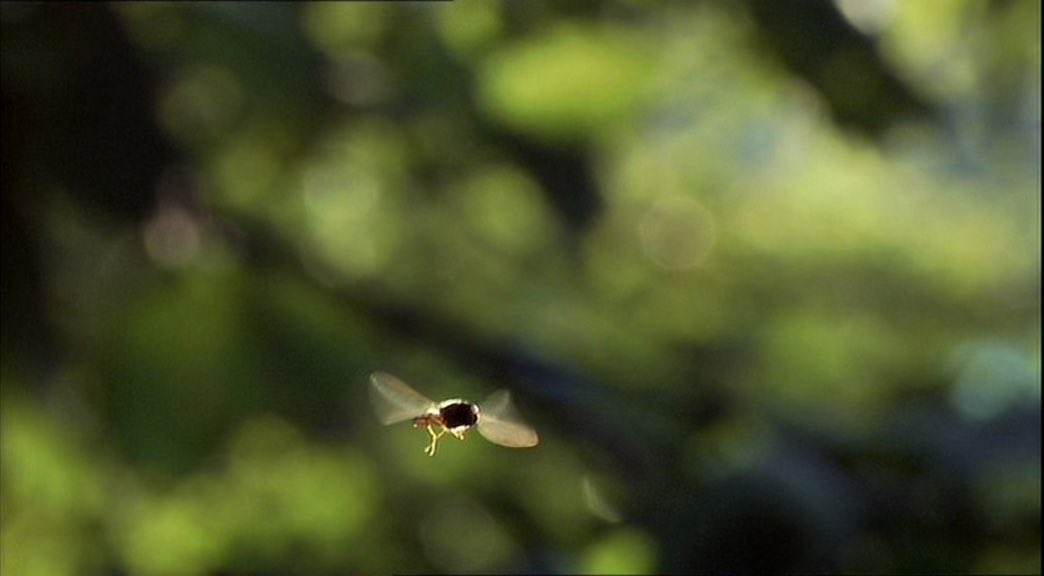 David is teasing horny flies with a pea shooter now