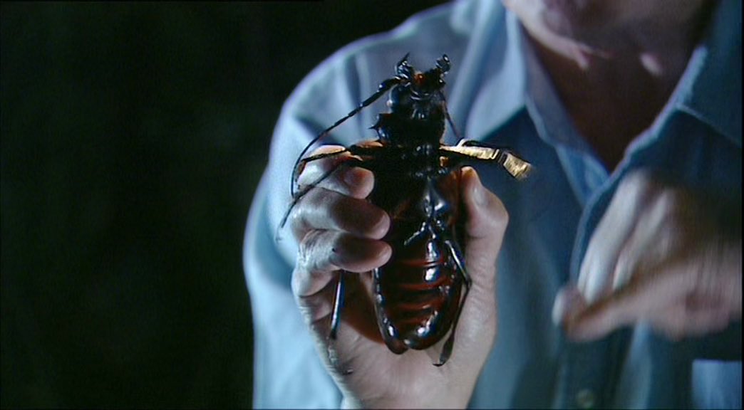 He’s holding the largest beetle, a titan beetle. So big it needs to leap from the tops of trees to get airborne: